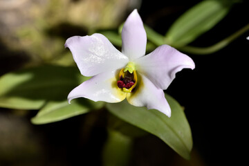 orquídea asiática de tallo suave (dendrobiumniovile)