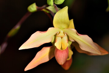 Orquídea Zapatilla (Paphiopedilum) 