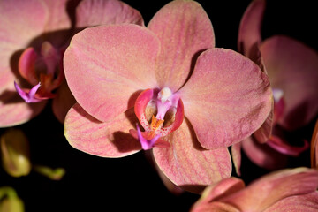 Fototapeta na wymiar orquídea mariposa (phalaenopsis aphrodite) de color rosa 