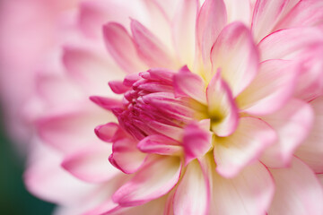 Fototapeta na wymiar close up of pink dahlia