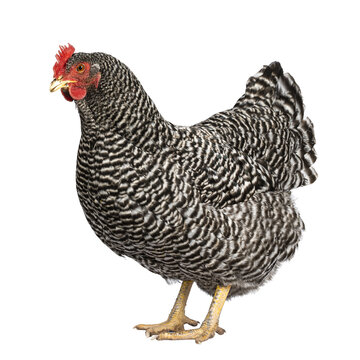 Female Amrock chicken, standing side ways. Isolated cutout on a transparent background.
