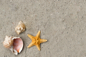 Fototapeta na wymiar The yellow starfish with seashells of different shapes lie on a light sand beach. Space for text.