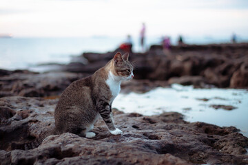 Gray white cat sitting on the rocks