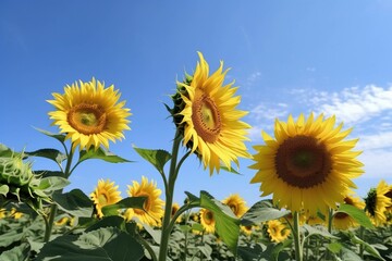 A sunflower field with a blue sky in the background