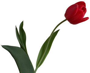 red tulip isolated on transparent background - Powered by Adobe