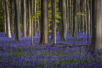 Plakat Bluebells in springtime forest, Hallerbos, Belgium
