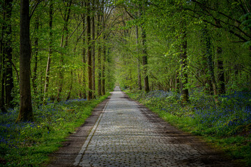 Fototapeta na wymiar Hallerbos forest in spring with blue bluebells. Halle, Brussels District, Hallerbos, Belgium.