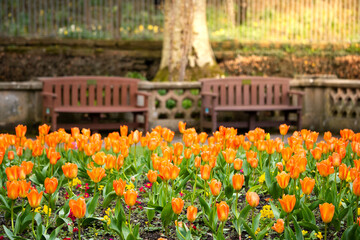 Bright orange Tulips blooming in Hope Park with wooden benches in Keswick, Lake District, UK.