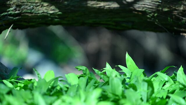 Fresh Green Leaves in Soft Sunlight