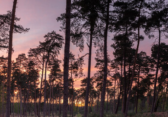 Le soleil se couche sur les Pin sylvestre de la Forêt d'Ermenonville en France