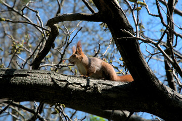Beautiful redhead squirrel sitting on a wood beautiful outdoor nature sunny day background