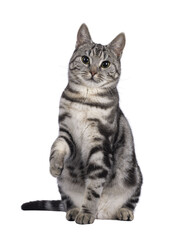 Adorable female young European Shorthair cat, sitting up facing front with one playfully lifted....