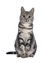Obraz premium Adorable female young European Shorthair cat, sitting up facing front. Looking towards camera. Isolated cutout on a transparent background.