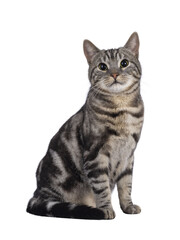 Adorable male young European Shorthair cat, sitting up side ways. Looking straight to camera. Isolated cutout on a transparent background.