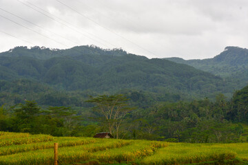 Close up view of group rice plant (Oryza sativa) in paddy field, Indonesia. No people