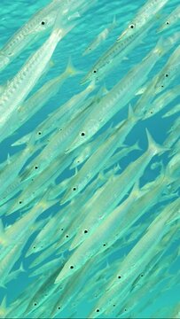 Vertical video, Top view on school of Barracuda swims on sebed background, Slow motion. Close-up of large shoal of Yellow-tail Barracuda (Sphyraena flavicauda) floating above sandy bottom in sun beams