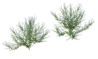 Fototapeta premium Variety of grasses and plants on transparent background
