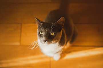Portrait of a beautiful gray domestic cat sitting on the wooden floor of the house, which is illuminated by a warm ray of sunlight. A pet.
