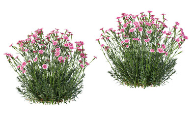 Variety of grasses and plants on transparent background © jomphon