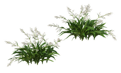 Variety of grasses and plants on transparent background