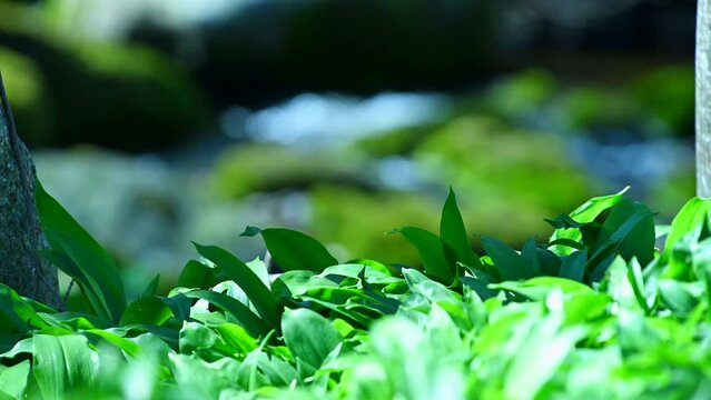 Fresh Green Leaves in Soft Sunlight