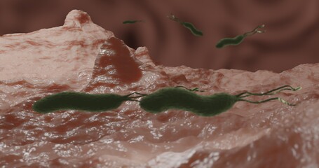 Helicobacter pylori or H. pylori, the bacillus of ulcer in 3D illustration.