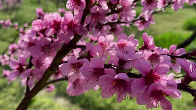 A peach tree in bloom with bright pink flowers in bright sunshine on a fine day. Close view.