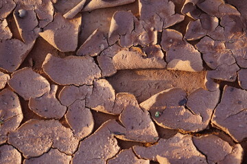 The ground is dry and cracked due to lack of water.