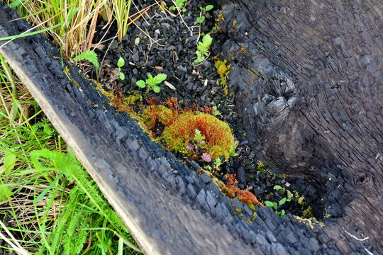 One of the most famous mosses, cuckoo flax, grows in the trunk of a burnt tree