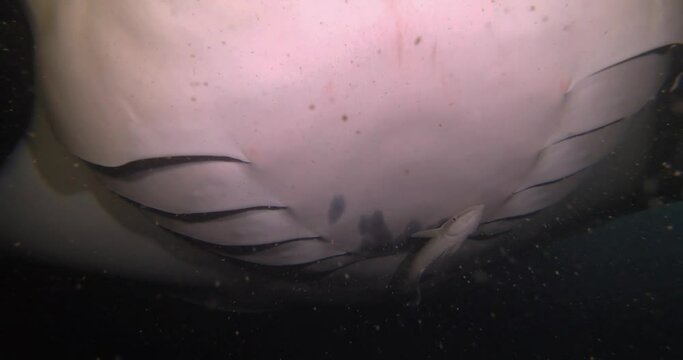 Manta ray during the night feeding. A giant stingray with an open mouth feeds at night. Diving in the Maldives.