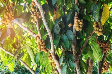 Longkong or Lansium parasiticum (duku fruit) on tree branch. Duku is native to Southeast Asia species of tree in the Mahogany family with commercially cultivated edible fruits. Tropical fruit tree.