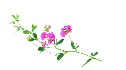 Lathyrus, commonly known as peavines or vetchlings. Stem with bright pink flowers isolated on transparent background.

