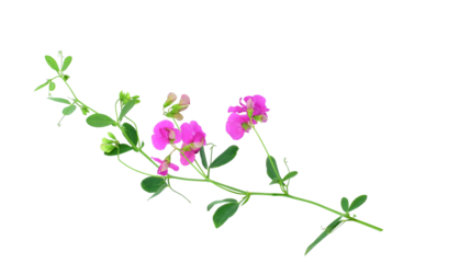 Lathyrus, commonly known as peavines or vetchlings. Stem with bright pink flowers isolated on transparent background.
