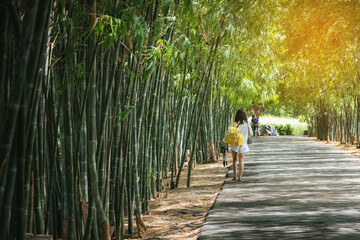 Back view of young woman with photo backpack and holding tripod walks alone to find photoshoot location in bamboo garden. Photographer female fun happy with walking travel nature in the bamboo forest.