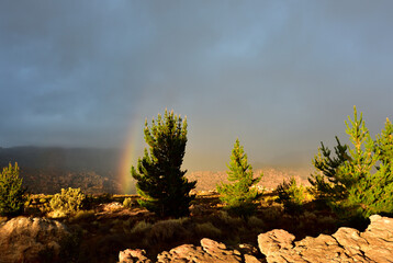 A rainbow in the mist behind a pine tree in the Cederberg in the Western Cape of South Africa