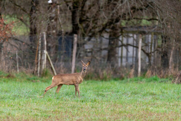 Chevreuil, Capreolus capreolus , Sologne, Loir et Cher, région Centre Val de Loire, 41, France