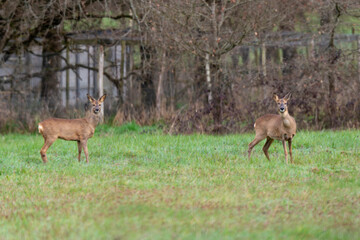 Chevreuil, Capreolus capreolus , Sologne, Loir et Cher, r&eacute;gion Centre Val de Loire, 41, France