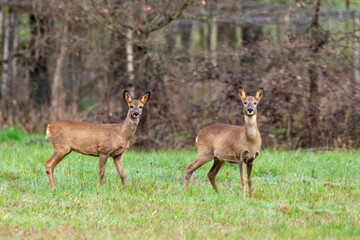 Chevreuil, Capreolus capreolus , Sologne, Loir et Cher, région Centre Val de Loire, 41, France