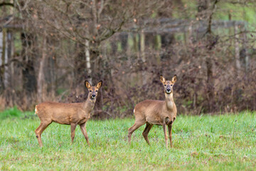 Chevreuil, Capreolus capreolus , Sologne, Loir et Cher, région Centre Val de Loire, 41, France