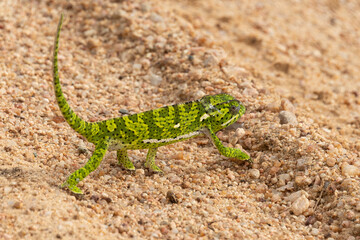Cameleon, Chamaeleo dilepis, Afrique du Sud