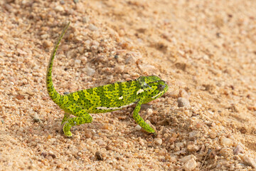 Cameleon, Chamaeleo dilepis, Afrique du Sud