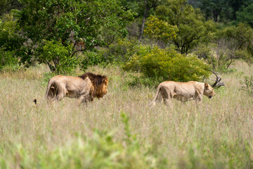 Lion, lionne, male et femelle, Panthera leo leo , Parc national  Kruger, Afrique du Sud
