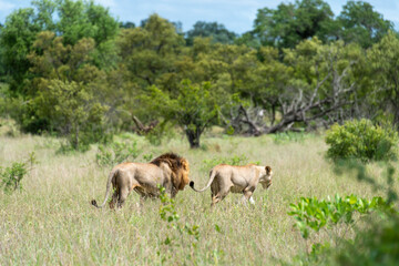 Naklejka na ściany i meble Lion, lionne, male et femelle, Panthera leo leo , Parc national Kruger, Afrique du Sud
