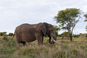 Fototapeta na wymiar Éléphant d'Afrique, gros porteur, Loxodonta africana, Parc national Kruger, Afrique du Sud