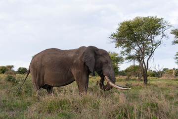Fototapeta premium Éléphant d'Afrique, gros porteur, Loxodonta africana, Parc national Kruger, Afrique du Sud