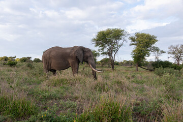 &Eacute;l&eacute;phant d'Afrique, gros porteur, Loxodonta africana, Parc national Kruger, Afrique du Sud