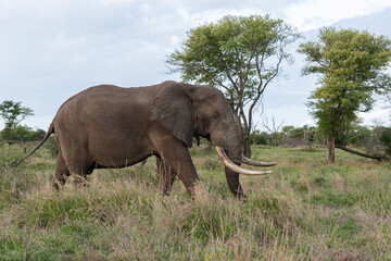 Éléphant d'Afrique, gros porteur, Loxodonta africana, Parc national Kruger, Afrique du Sud