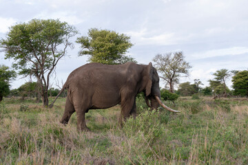 Éléphant d'Afrique, gros porteur, Loxodonta africana, Parc national Kruger, Afrique du Sud