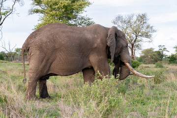 Éléphant d'Afrique, gros porteur, Loxodonta africana, Parc national Kruger, Afrique du Sud