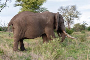 Fototapeta na wymiar Éléphant d'Afrique, gros porteur, Loxodonta africana, Parc national Kruger, Afrique du Sud